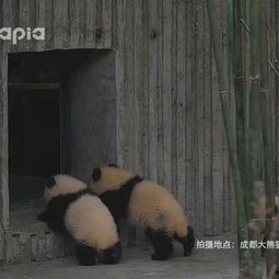 在线视频中字国产野猫,探寻神秘猫科动物的生态奥秘