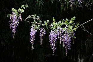 国产紫藤在线,传承与创新，绽放民族花卉之美