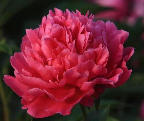 国产芍药视频在线播放