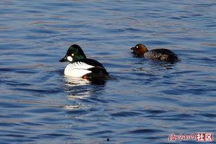 国产老黄鸭网站在线,揭秘国内热门娱乐资讯平台